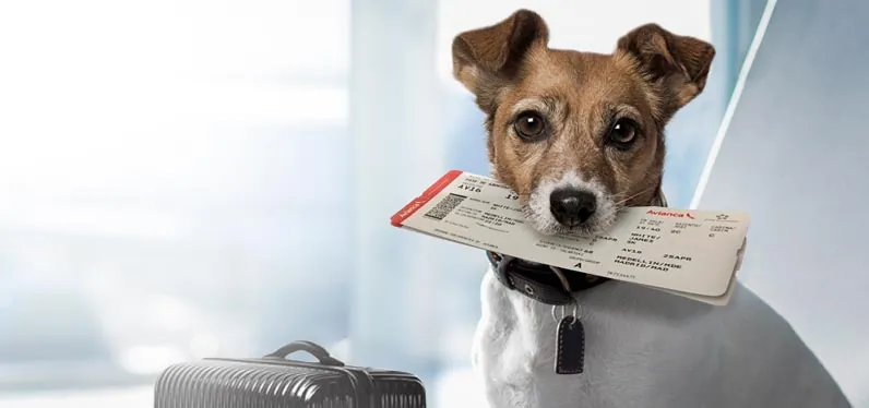 Bringing your pet to Dubai (1)