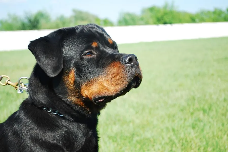 Bringing your pet to Dubai (3)