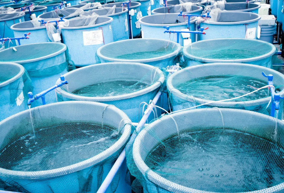 Fish Farming and Seafood Export